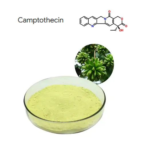 Korkea puhtaus 98% kamptotecin -kasviuutteen jauhe CAS 7689-03-4